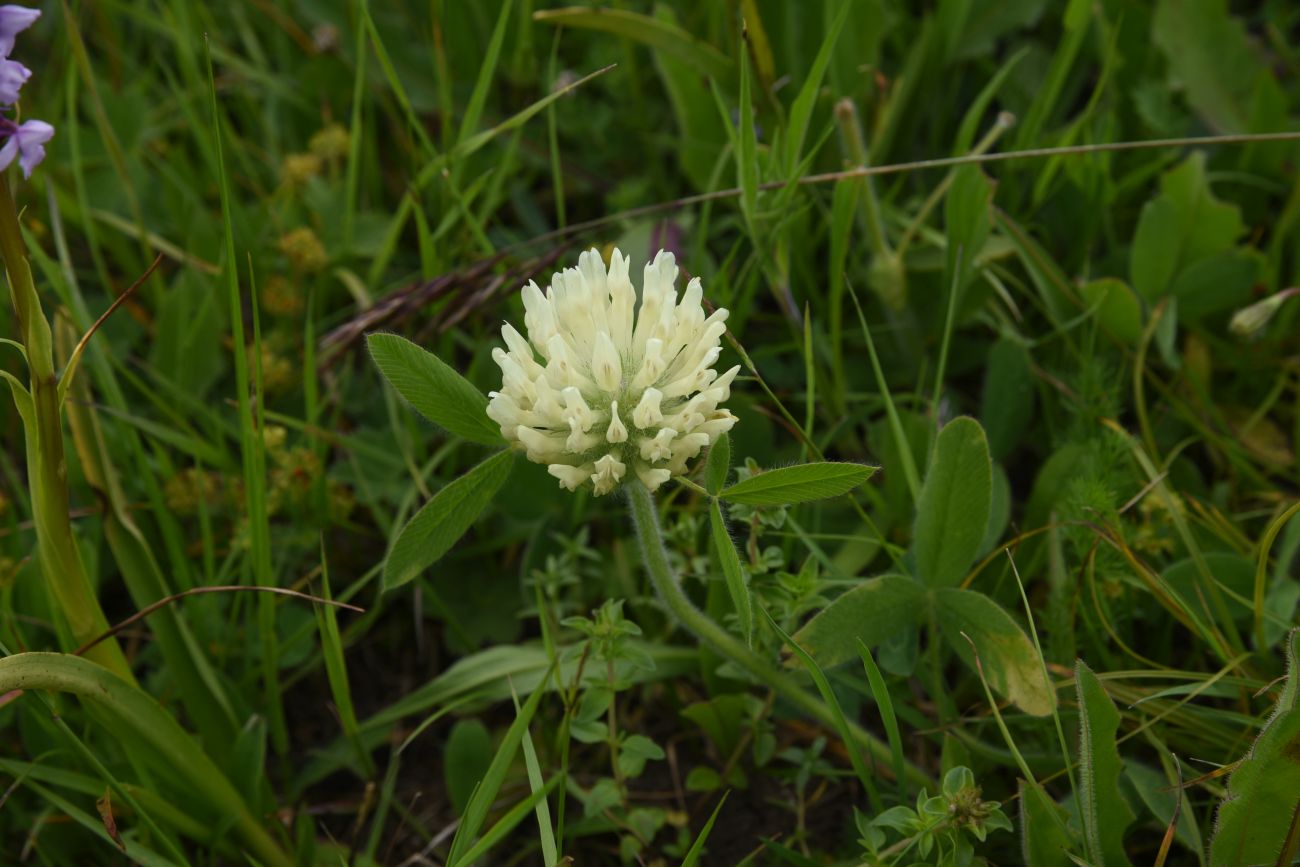 Image of Trifolium trichocephalum specimen.