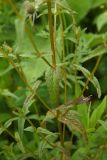 Rhinanthus vernalis