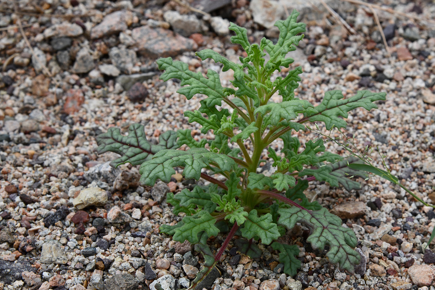 Image of Scrophularia incisa specimen.