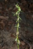Campanula rapunculoides. Соплодие. Краснодарский край, Адлерский р-н, Краснополянский поселковый округ, горнолыжный курорт \"Роза Хутор\", экотропа, широколиственный лес, обнажённый склон. 10.09.2023.