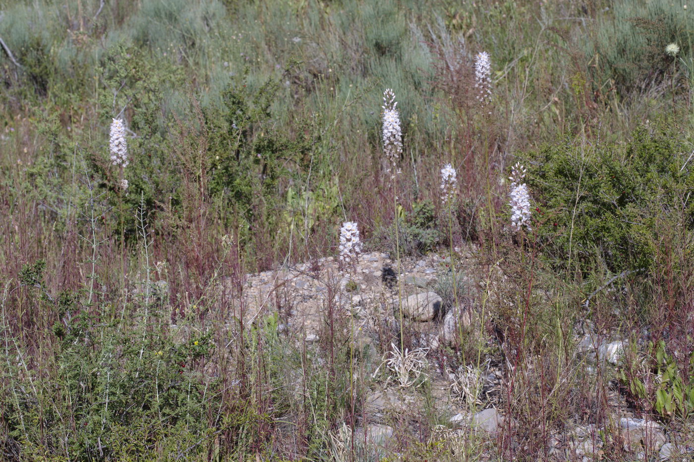 Image of Eremurus tianschanicus specimen.