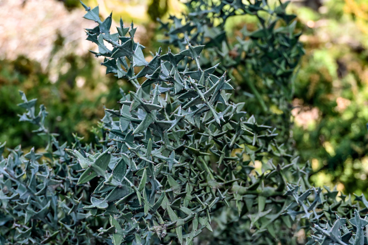 Image of Colletia paradoxa specimen.