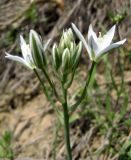 Ornithogalum amphibolum