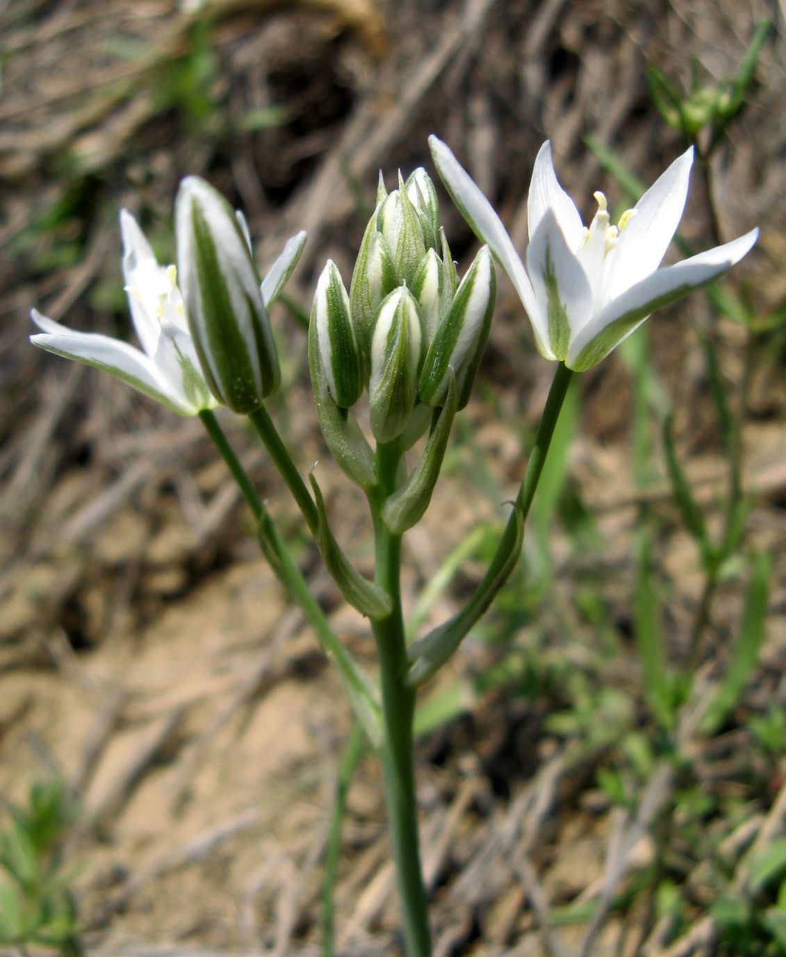 Image of Ornithogalum amphibolum specimen.