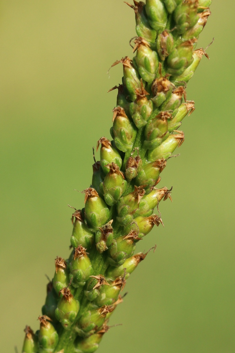 Изображение особи Plantago major.