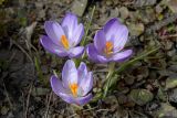 Crocus vernus. Цветки. Мурманск, Октябрьский р-н, цветник. 19.05.2025.