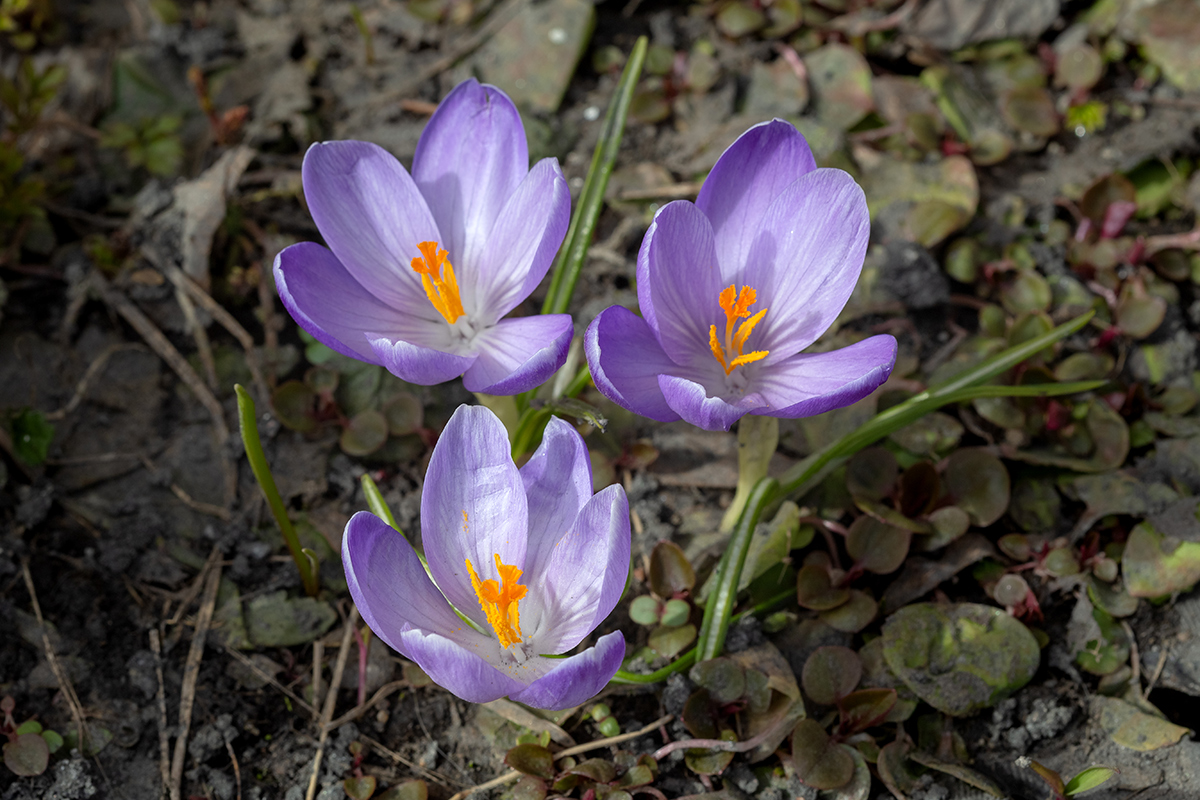 Изображение особи Crocus vernus.