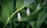 Polygonatum odoratum. Часть цветущего побега. Пермский край, Кунгурский р-н, окр. с. Плехановское, ур. Спасская гора, берёзовая роща. 02.06.2025.