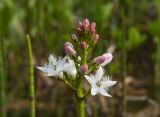 Menyanthes trifoliata