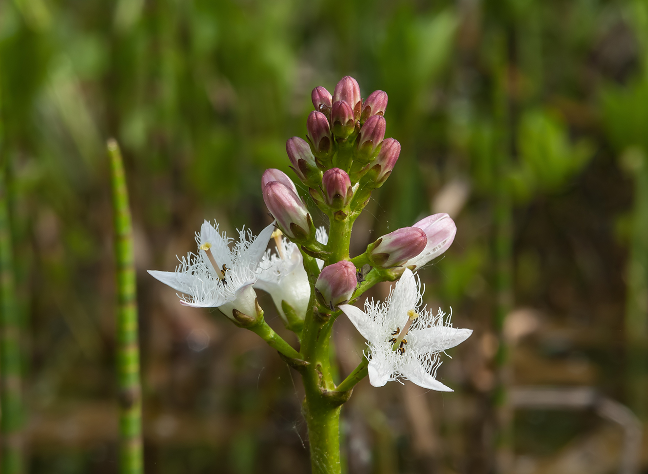 Image of Menyanthes trifoliata specimen.