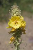 Verbascum phlomoides