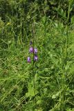Campanula rapunculoides