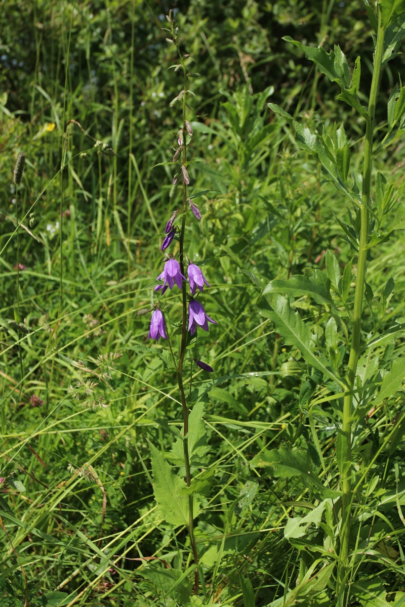 Изображение особи Campanula rapunculoides.