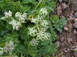 Aulacospermum simplex