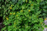 Chelidonium majus