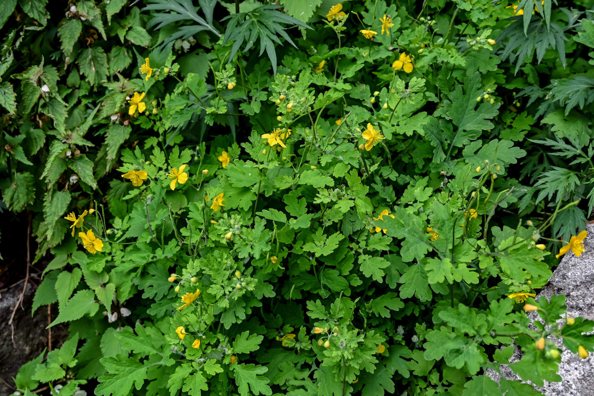 Image of Chelidonium majus specimen.