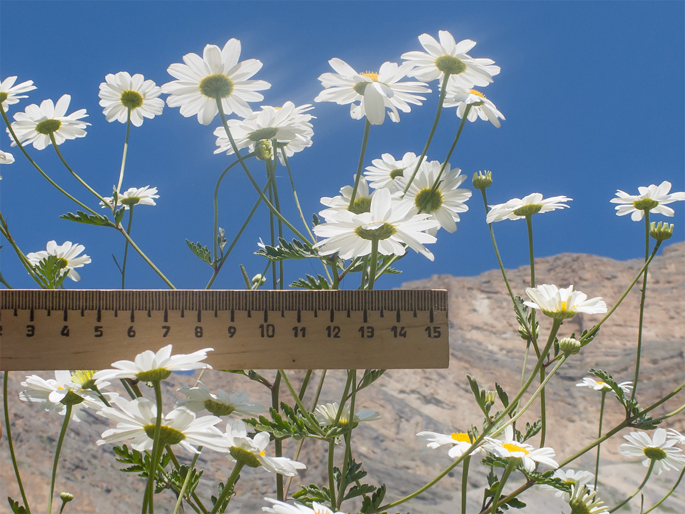 Изображение особи Pyrethrum glanduliferum.
