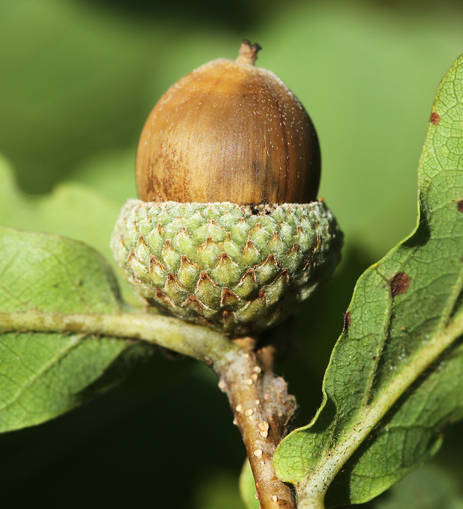 Image of Quercus wutaishanica specimen.