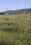 Gaura lindheimeri