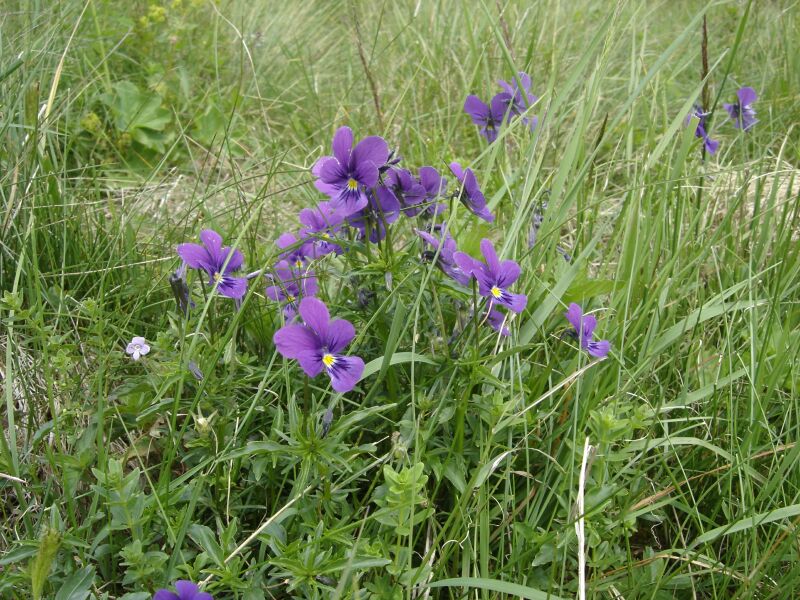 Изображение особи Viola declinata.