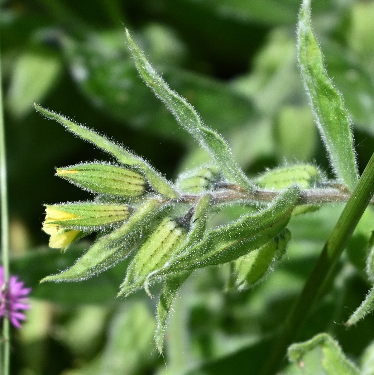 Image of Nonea flavescens specimen.
