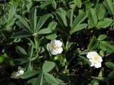 Potentilla alba