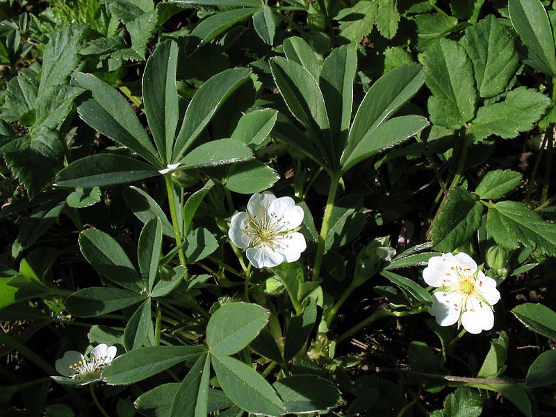 Image of Potentilla alba specimen.
