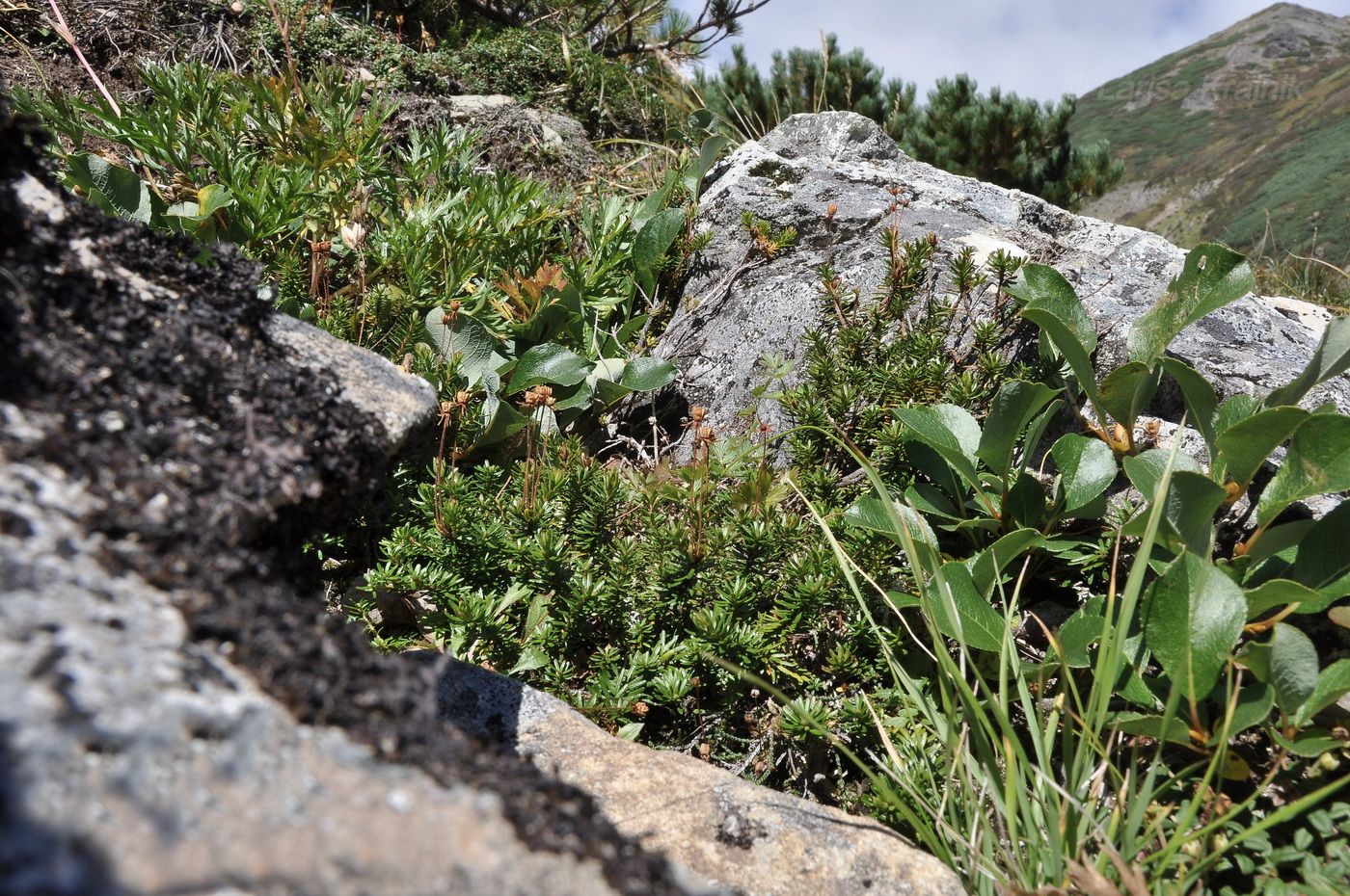 Изображение особи Phyllodoce aleutica.