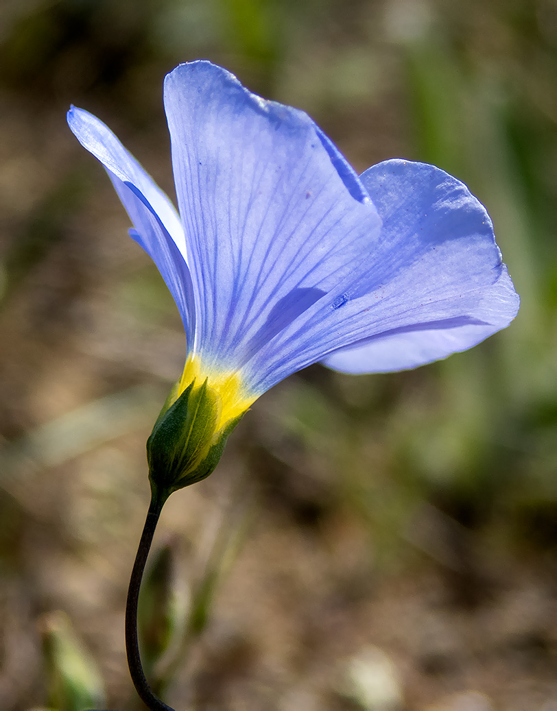 Image of Linum squamulosum specimen.
