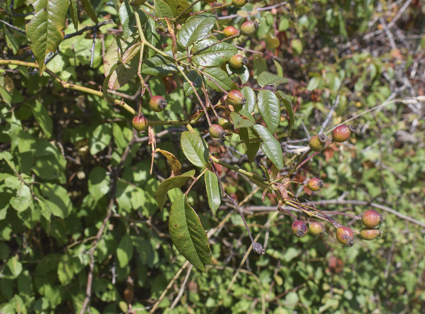Image of Rosa sempervirens specimen.