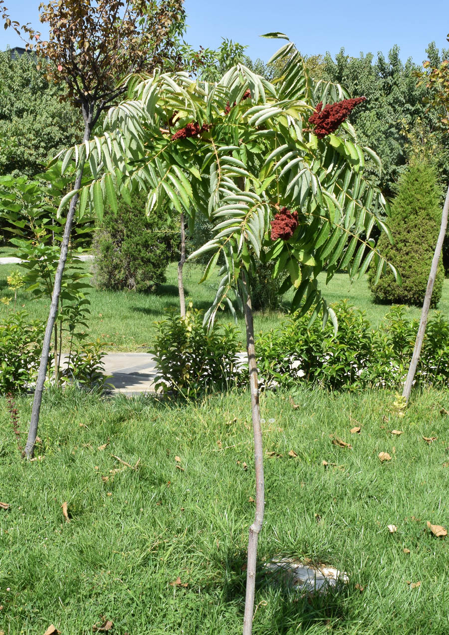 Image of Rhus glabra specimen.