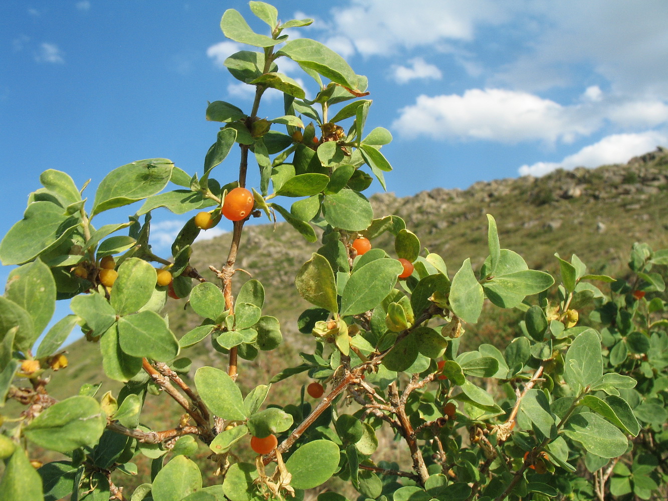 Изображение особи Lonicera microphylla.