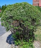 genus Philadelphus. Цветущее растение. Калининградская обл., Правдинский р-н, г. Правдинск, в культуре. 02.07.2025.