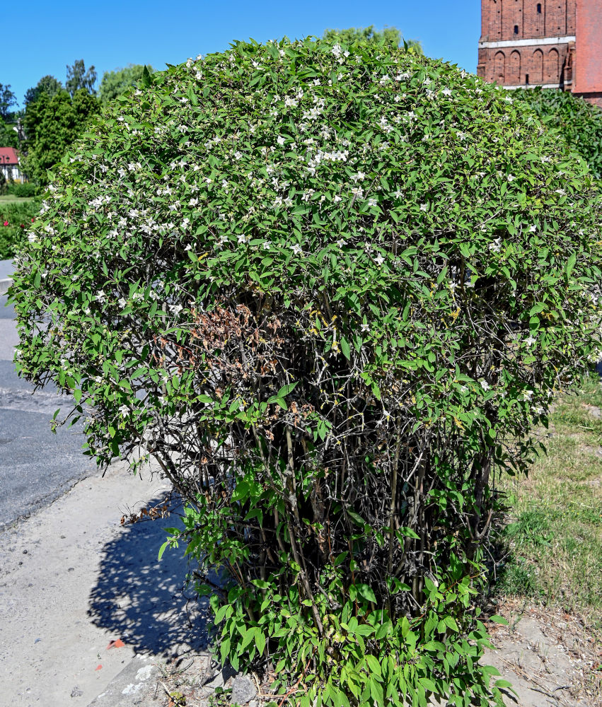 Image of genus Philadelphus specimen.