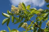 Sambucus racemosa. Верхушка цветущей ветви (видна абаксиальная поверхность листьев). Ленинградская обл., Ломоносовский р-н, окр. дер. Мал. Забородье, берег пруда в истоках р. Шингарка, опушка леска. 21.05.2025.