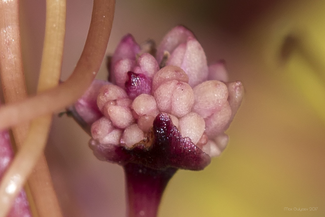 Изображение особи род Cuscuta.