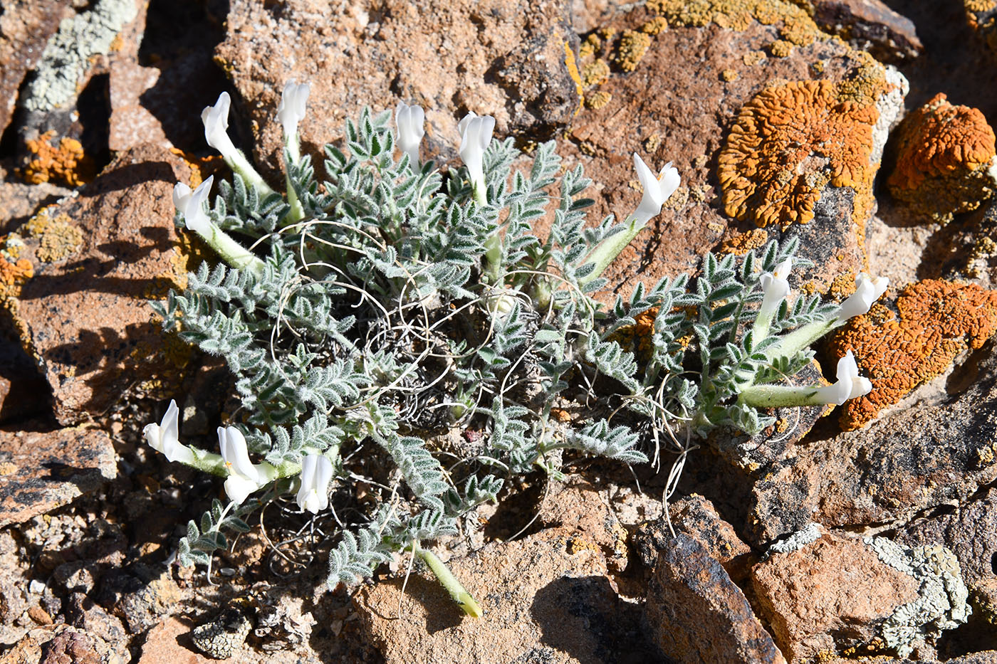 Изображение особи Astragalus testiculatus.