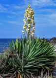 Yucca aloifolia. Верхушка цветущего растения. Португалия, Азорские о-ва, о-в Сан-Мигел, г. Рибейра-Гранди, в культуре. 14.08.2025.