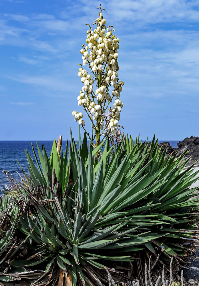 Изображение особи Yucca aloifolia.