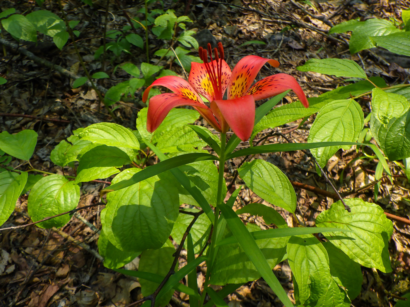 Изображение особи Lilium pensylvanicum.