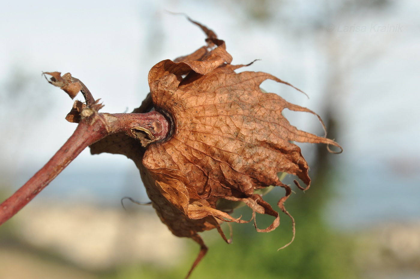 Изображение особи род Gossypium.