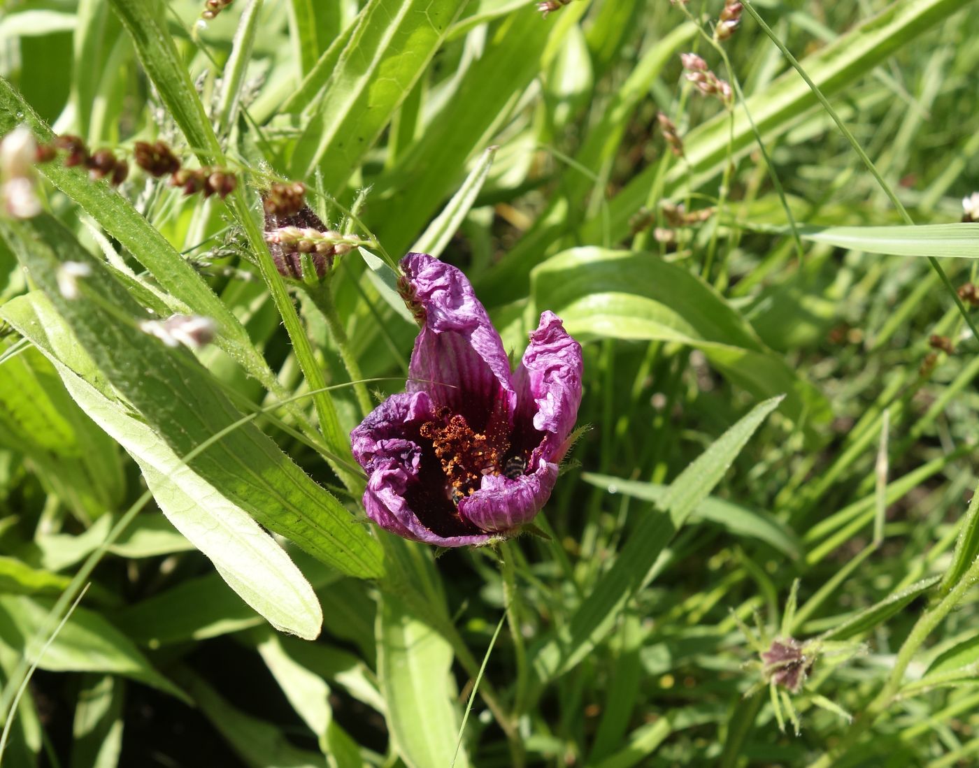 Image of genus Hibiscus specimen.