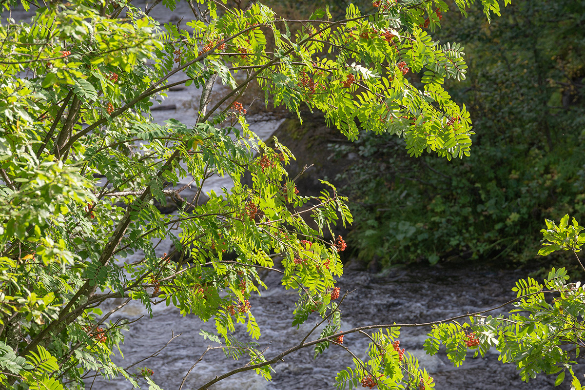 Изображение особи Sorbus aucuparia ssp. glabrata.