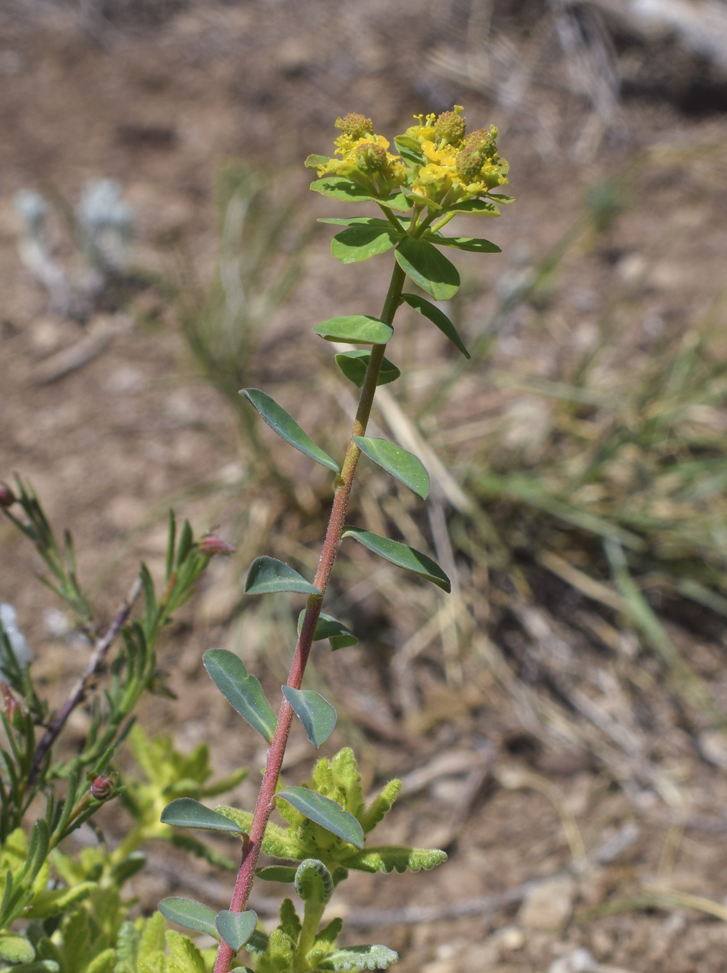 Изображение особи Euphorbia flavicoma.