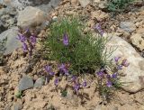 Astragalus nematodes