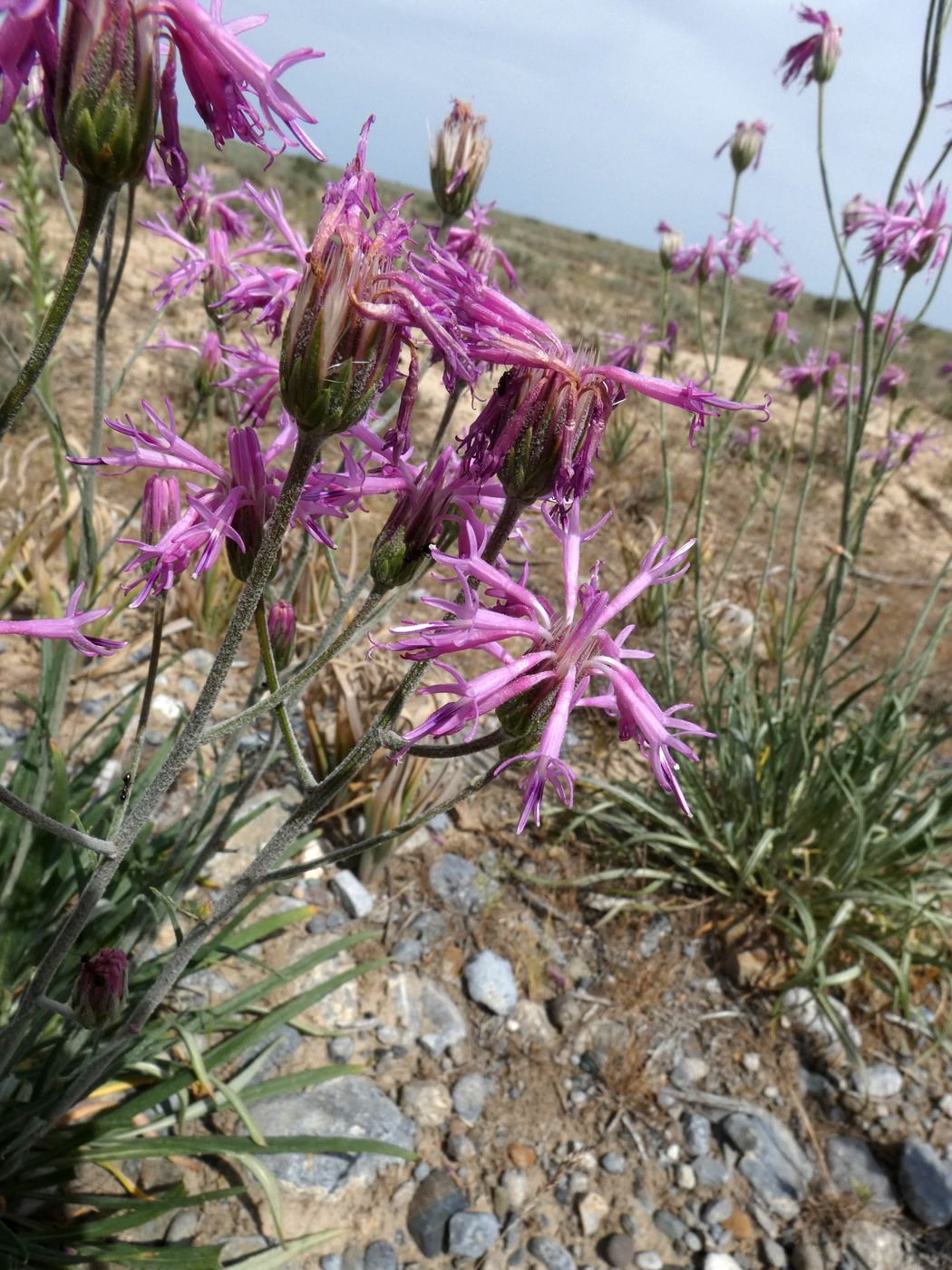 Image of familia Asteraceae specimen.