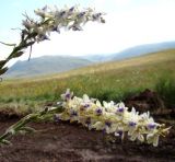 Delphinium szowitsianum