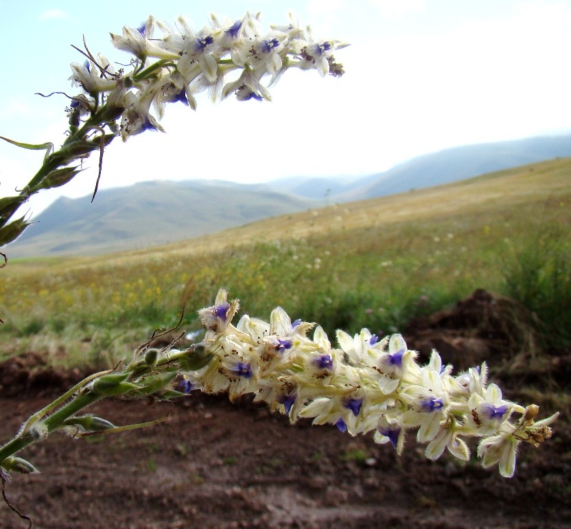 Изображение особи Delphinium szowitsianum.