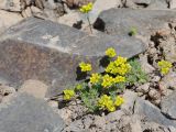 Androsace akbaitalensis. Цветущее растение. Таджикистан, Горно-Бадахшанская автономная обл., Рушанский р-н, хр. Музкол, Сарезское оз., пик Обзорный, ≈ 4426 м н.у.м., скопление мелкозёма среди камней на вершине горы. 24 июня 2026 г.