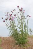 Carduus uncinatus